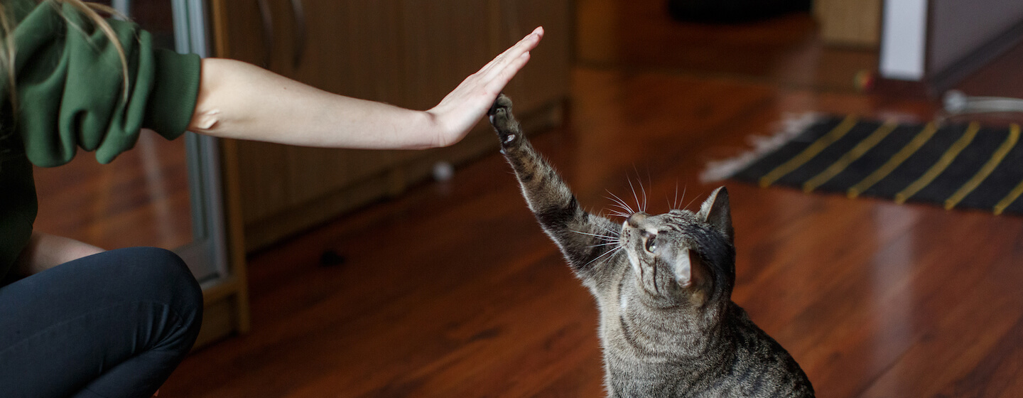 Woman and cat high five hero
